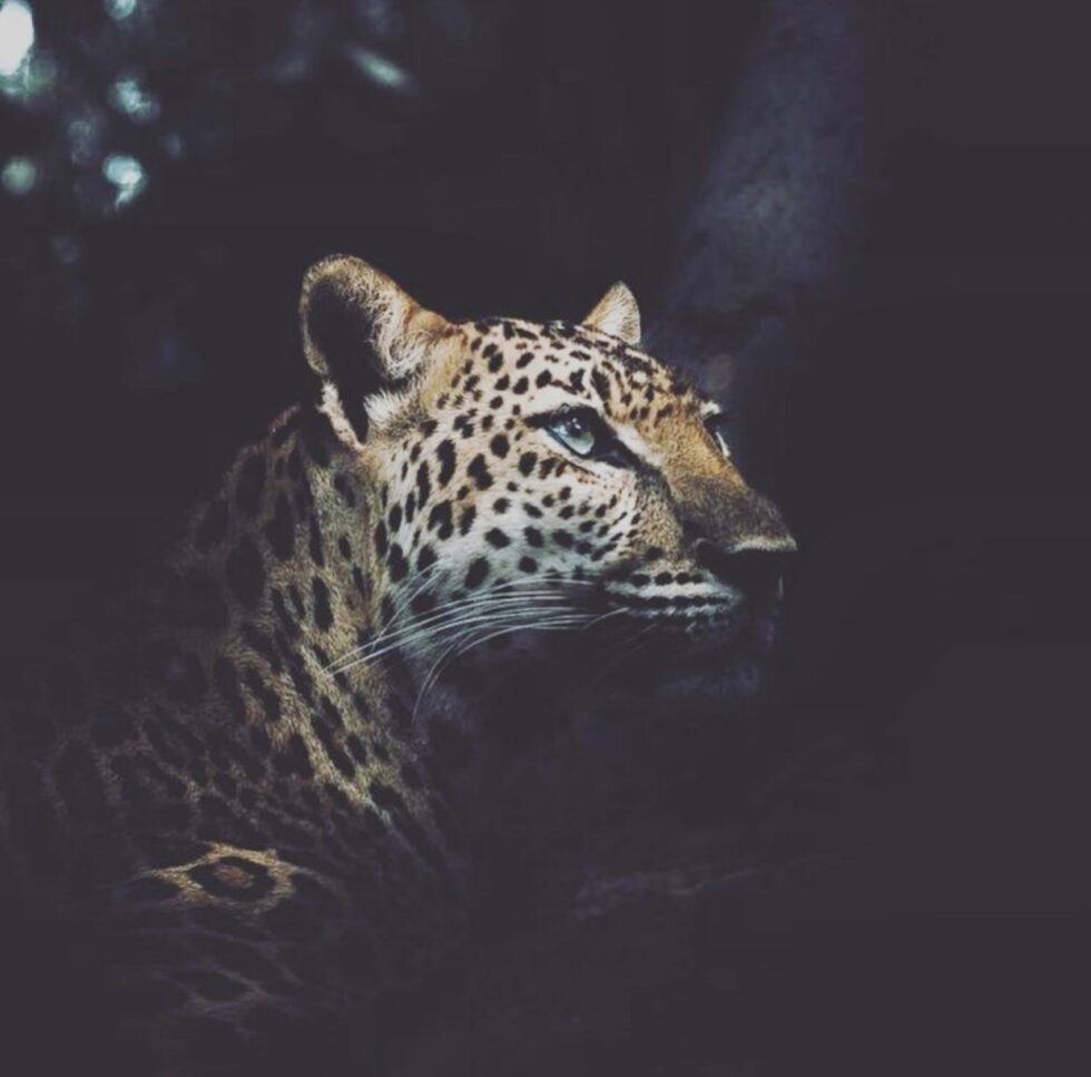 xTeachings Kawak Peruvian Energy Medicine